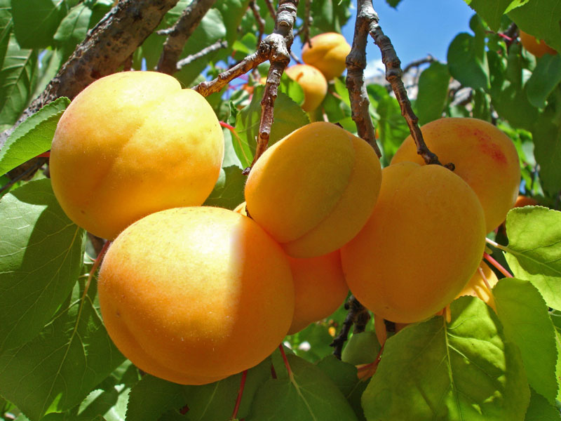 Armenian fruits