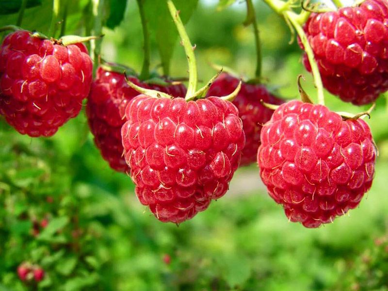 Summer Festivals in Armenia